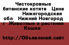 Чистокровные битанские котята › Цена ­ 2 500 - Нижегородская обл., Нижний Новгород г. Животные и растения » Кошки   